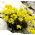 Semillas de la hierba de Whitlow amarillo - Draba sp. - 102 semillas - Draba aizoides