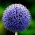 Globe Thistle - Echinops ritro - Striking Steel Blue Perennial Spheres - Fresh Seeds