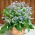 Hạt giống lưu ly - Borago officinalis - 120 hạt