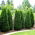 זרעי ארז לבנים - Thuja occidentalis - 65 זרעים