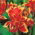 Canna - Lucifer