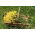Sf. John's Wort semințe - Hypericum polyphyllum - 400 de semințe