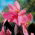Kanna - Shining Pink - Canna