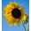 Jucarii de floarea soarelui pentru copii - Helianthus annuus - semințe