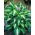 Hosta - Mediovariegata