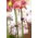 Klip orkid - 10 keping - 