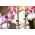Klip orkid - 10 keping - 