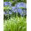 Agapantos - azul - Agapanthus
