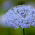 Graines de Didiscus Blue Lace - Didiscus caeruleus - 105 graines - Didiscus caeruleus syn. Trachelium caeruleum