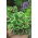 Hosta, Plantain Lily Minute Man