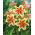 Tree Lily Lilium Lavon