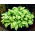 Hosta, Funkie, Herzblattlilie Albopicta