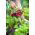 Radish - Carmen - Juicy Roots with Carmine Skins - Fresh Seeds