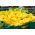 Yellow Patty Pan Squash seeds - Cucurbita pepo - 28 seeds