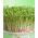Sprouting seeds - Cress - Zesty Superfood Boost in Just Days - Fresh Seeds