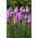 Gayfeather - Pink - Liatris spicata - Majestic Violet Spires - Fresh Seeds