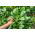 Spinach Giant Winter benih - Spinacia oleracea - 800 biji - Spinacia oleracea L.