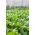 Spinach Giant Winter benih - Spinacia oleracea - 800 biji - Spinacia oleracea L.
