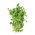 Sprouts - zaden - Erwt - Pisum sativum