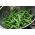 Buschbohne ‘Gracja’ Samen - Phaseolus vulgaris L. - 300 Samen -  