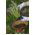 Cesta colgante de flores con esterilla de fibra de coco - 30 cm - 