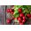 Radish - Carmen - Juicy Roots with Carmine Skins - Fresh Seeds