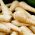Akar Peterseli Cukrowa biji - Petroselinum crispum - 4250 biji