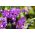 Statice - Lavender - Limonium sinuatum - Graceful Purple Flowers, Dried or Fresh - Fresh Seeds
