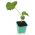 Vườn ươm vuông 8 x 8 cm xanh - 20 cái - 