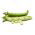 Broad Bean Bartek seeds - Vicia faba