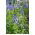 Speedwell Royal Blue magok - Veronica teucrium - 300 mag
