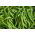 Buschbohne ‘Gracja’ Samen - Phaseolus vulgaris L. - 300 Samen -  