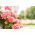 Salmon Zonal Geranium seeds - Pelargonium x hortorum - 10 seeds