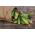 Freilandgurke  Parys Samen - Cucumis sativus - 70 Samen