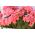 Salmon Zonal Geranium seeds - Pelargonium x hortorum - 10 seeds