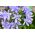 Agapantos - azul - Agapanthus