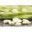 Broad Bean Bartek seeds - Vicia faba