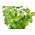 Hạt chanh Basil - Ocimum basilicum citriodora - 325 hạt - Ocimum citriodorum