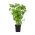 Hạt chanh Basil - Ocimum basilicum citriodora - 325 hạt - Ocimum citriodorum