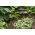 Buschbohne ‘Gracja’ Samen - Phaseolus vulgaris L. - 300 Samen -  