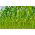 Popcorn seeds - Zea masy ssp.everta - 70 seeds