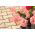 Salmon Zonal Geranium seeds - Pelargonium x hortorum - 10 seeds