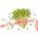 Sprouts - zaden - Erwt - Pisum sativum