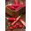 Paprika - De Cayenne - 65 seemned - Capsicum L.