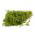 Tilli – Emerald - 2800 siemenet - Anethum graveolens L.