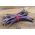 Buschbohne - Amethyst Samen -Phaseolus vulgaris -  