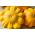 Yellow Patty Pan Squash seeds - Cucurbita pepo - 28 seeds