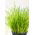 Chives - Pražská - Easy-Care Herb for Multiple Harvests - Fresh Seeds