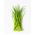 Chives - Pražská - Easy-Care Herb for Multiple Harvests - Fresh Seeds