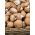 Champignon - 3l - Agaricus bisporus